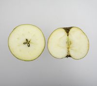 Egremont Russet æble 